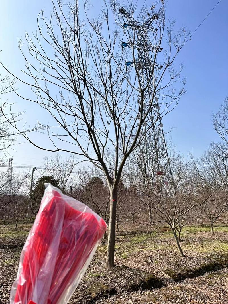【基地直供】榉树。红榉。江西榉树大量供应1-20公分榉树