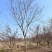 【基地直供】榉树。红榉。江西榉树大量供应1-20公分榉树
