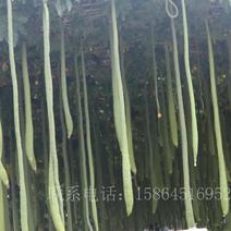 长丝瓜种子2米长观光园长廊丝瓜种籽观赏食用瓜果丝瓜瓜条长