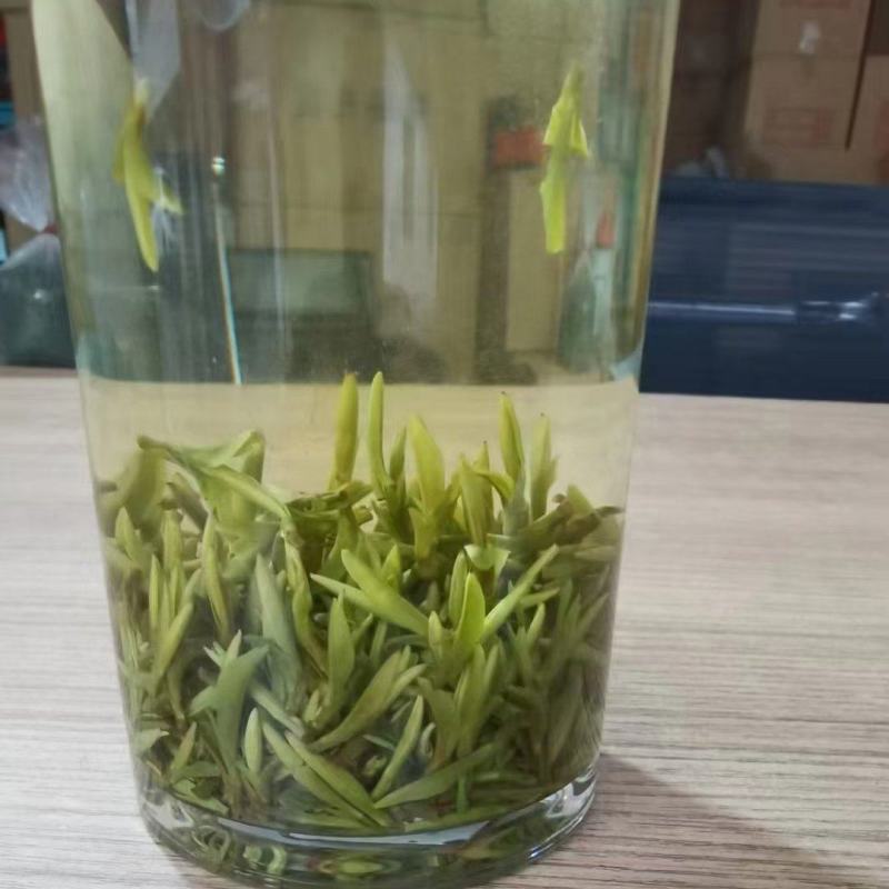 农家肥种植的绿茶