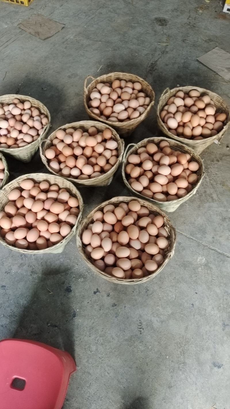 新羊黑鸡蛋土鸡蛋四川基地直发质量保证一手货源欢迎订购