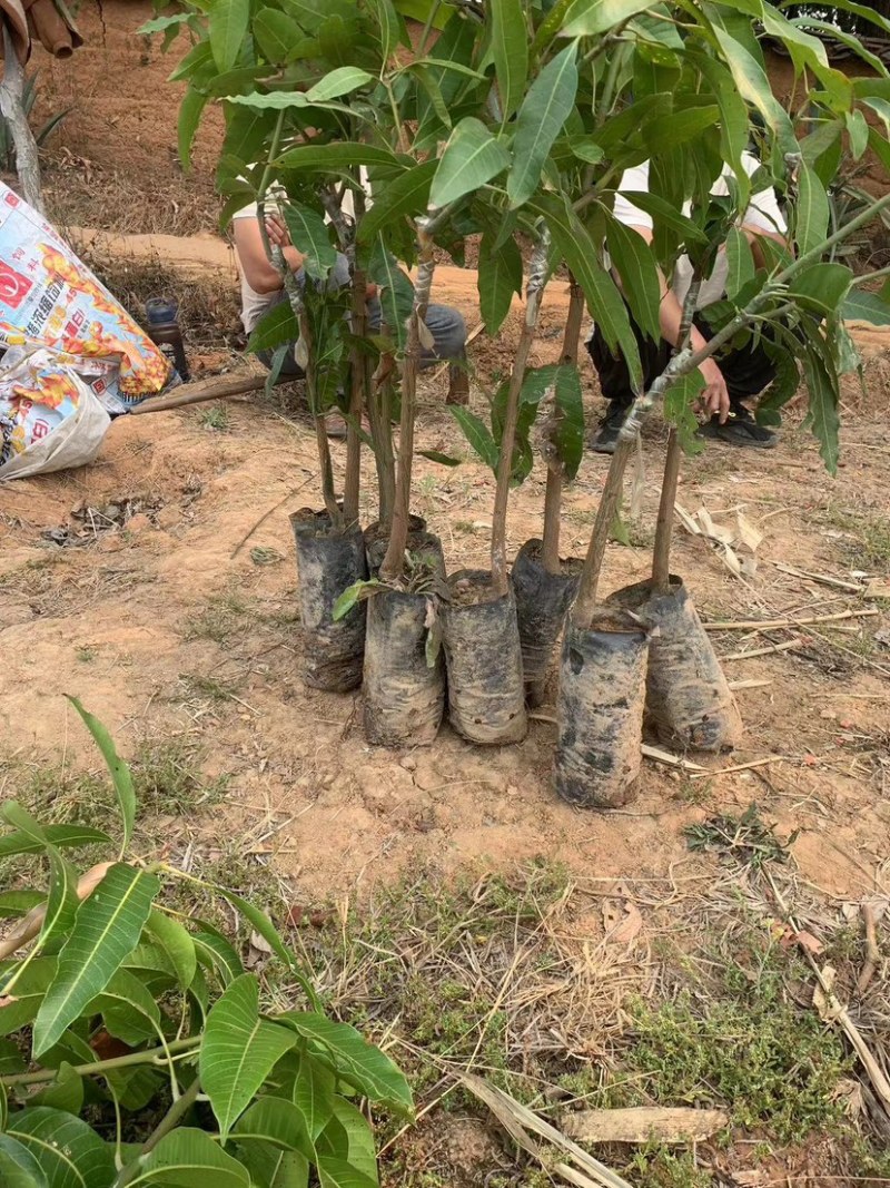 景东晚芒芒果苗景东晚熟芒果香甜可口。