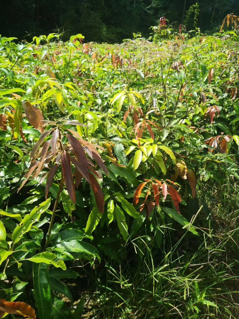 景东晚芒芒果苗景东晚熟芒果香甜可口。