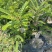余甘子苗甜橄榄苗袋装嫁接苗地径0.8以上甜橄榄柿饼甜橄榄