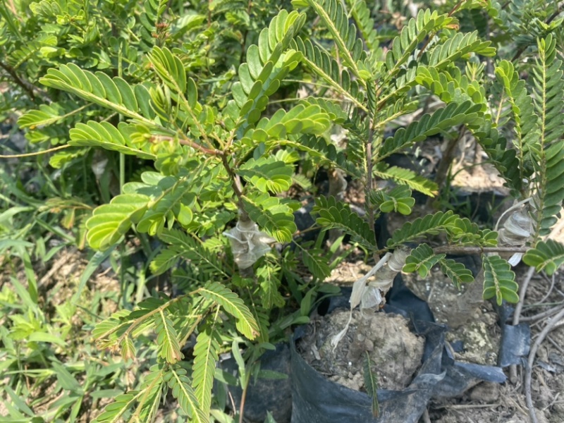 余甘子苗甜橄榄苗袋装嫁接苗地径0.8以上甜橄榄柿饼甜橄榄