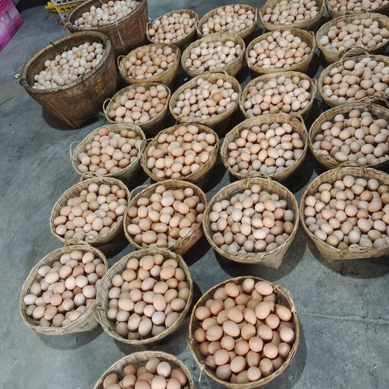 新羊黑鸡蛋土鸡蛋四川基地直发质量保证一手货源欢迎订购