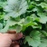西红柿大红西红柿苗圆茄苗长茄苗各种菜苗专注育苗20年