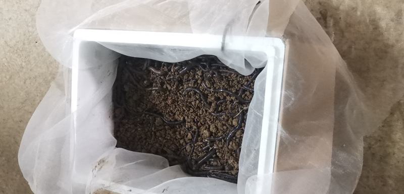 鲜活广地龙长期大量供应欢迎养殖场老板渔具店老板订购