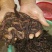 鲜活广地龙长期大量供应欢迎养殖场老板渔具店老板订购
