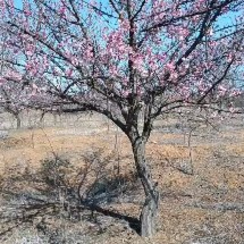 红梅，量大树优，诚信经营，欢迎合作