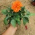 小丽花大丽花不耐寒色彩斑斓观赏植物基地现货