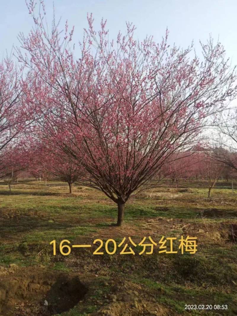 红梅，量大树优，诚信经营，欢迎合作