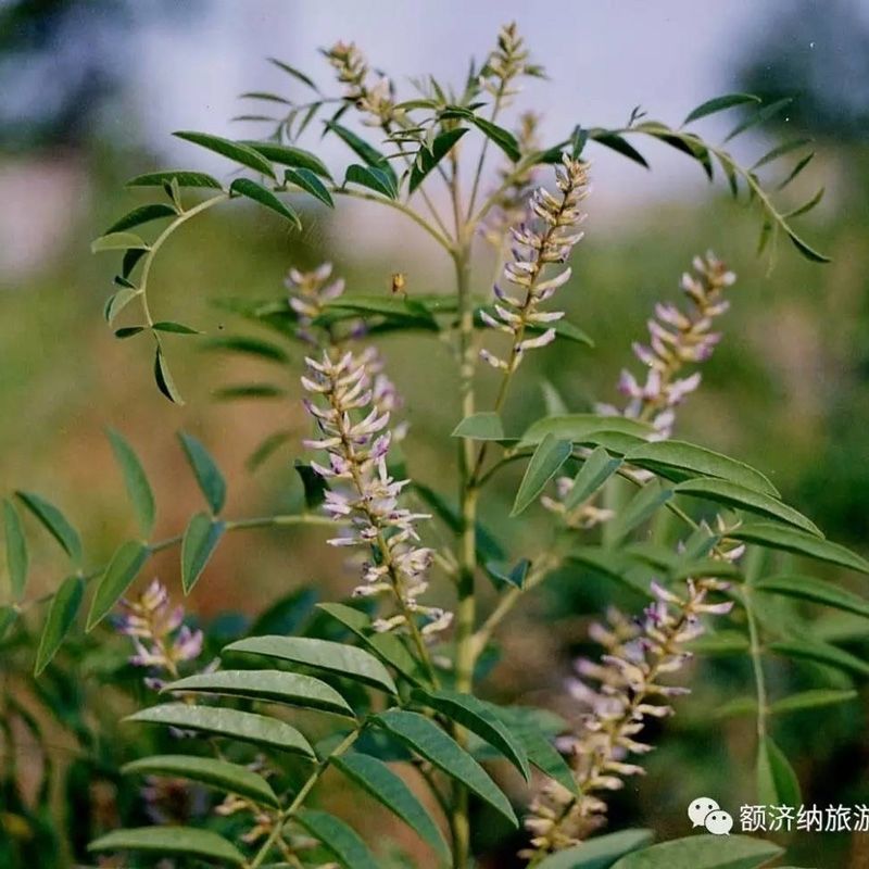 甘草种子新采中药材种新疆红皮甘草种苗四季种植