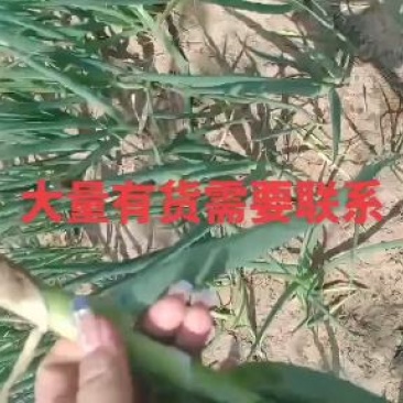 葱苗