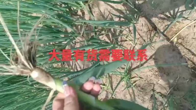 葱苗