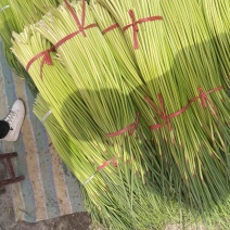【实力】河南新鲜蒜苔红帽蒜苔产地一手货源品质保证