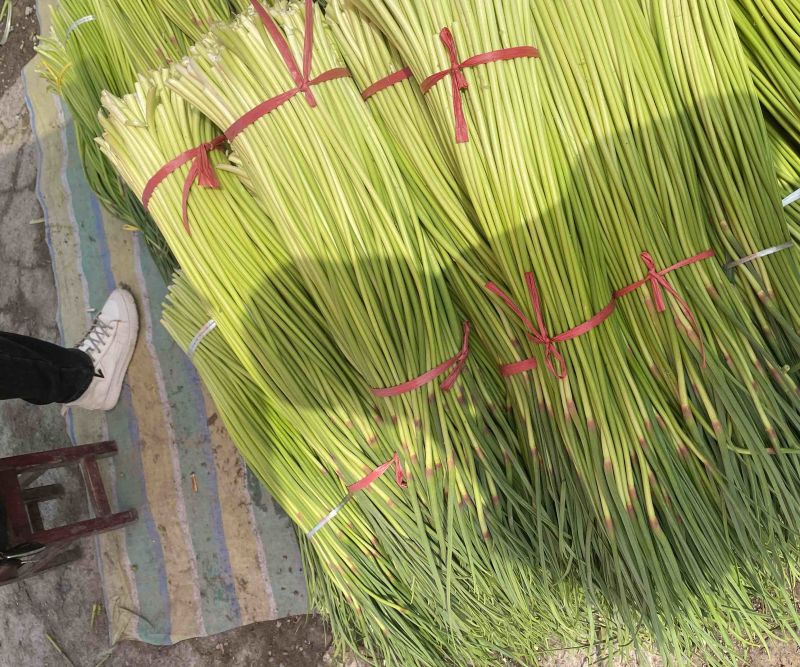 【实力】河南新鲜蒜苔红帽蒜苔产地一手货源品质保证