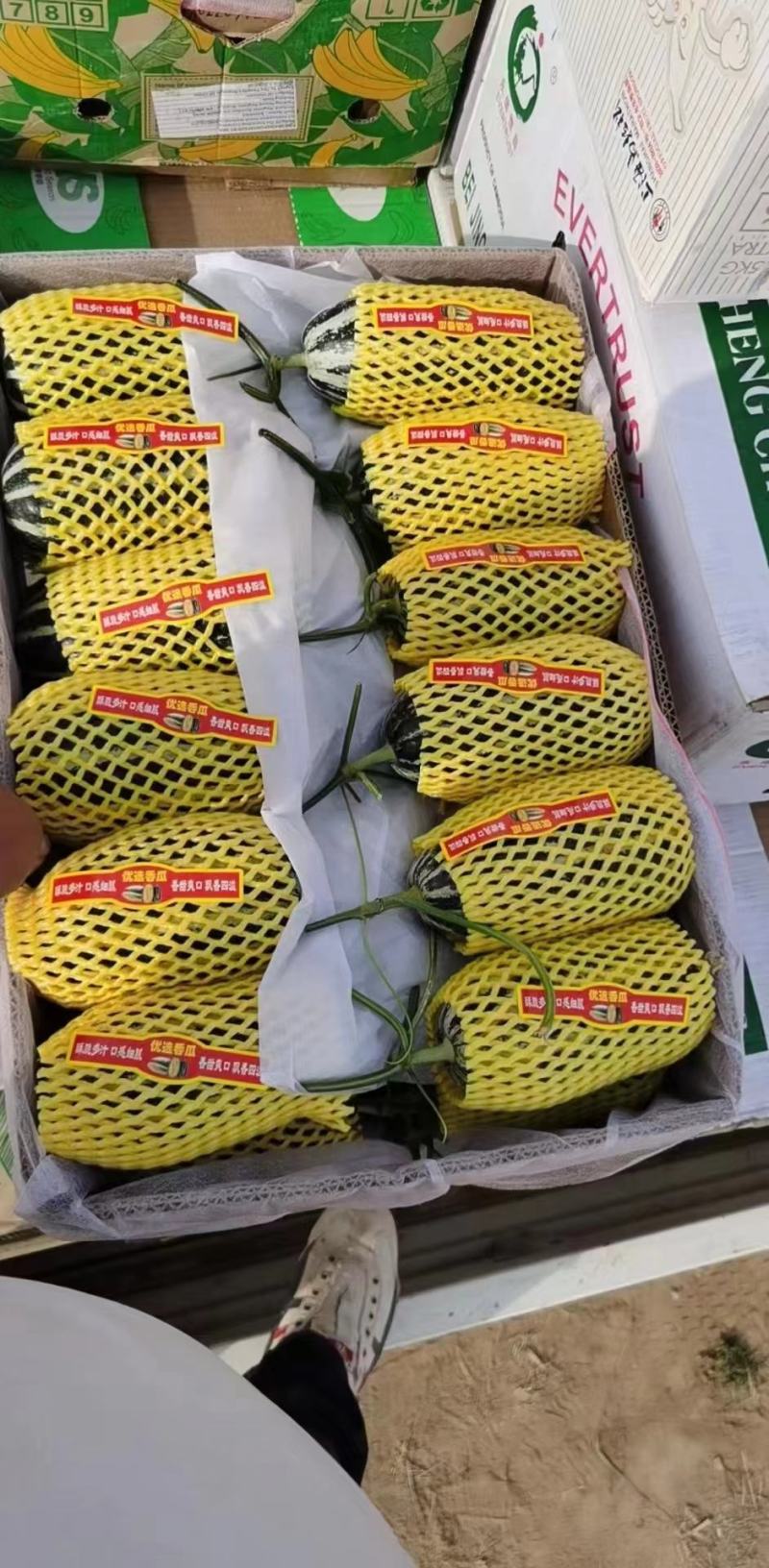 代购代销各种甜瓜葡萄