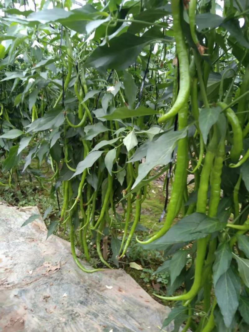 山东昌乐精品线椒，产地直发，欢迎来电