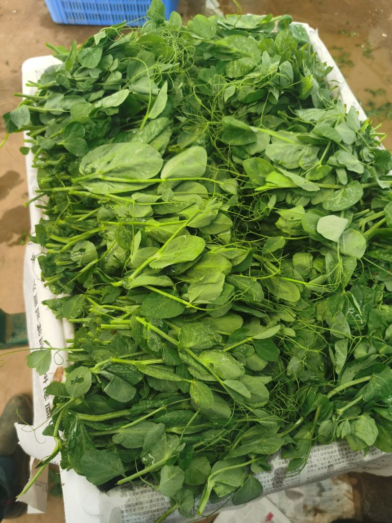 豌豆尖/豌豆苗