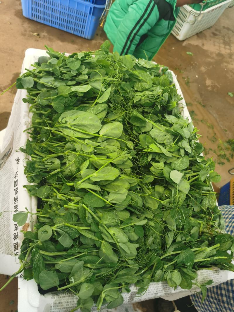 豌豆尖/豌豆苗