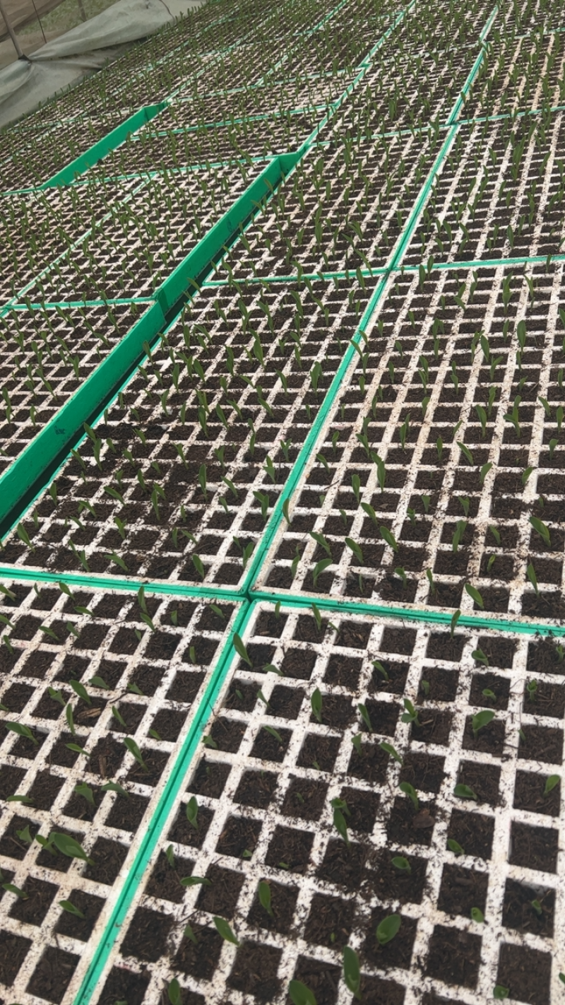 精品玉米苗，三叶一心，根系发达，苗子成活率高，全国可发