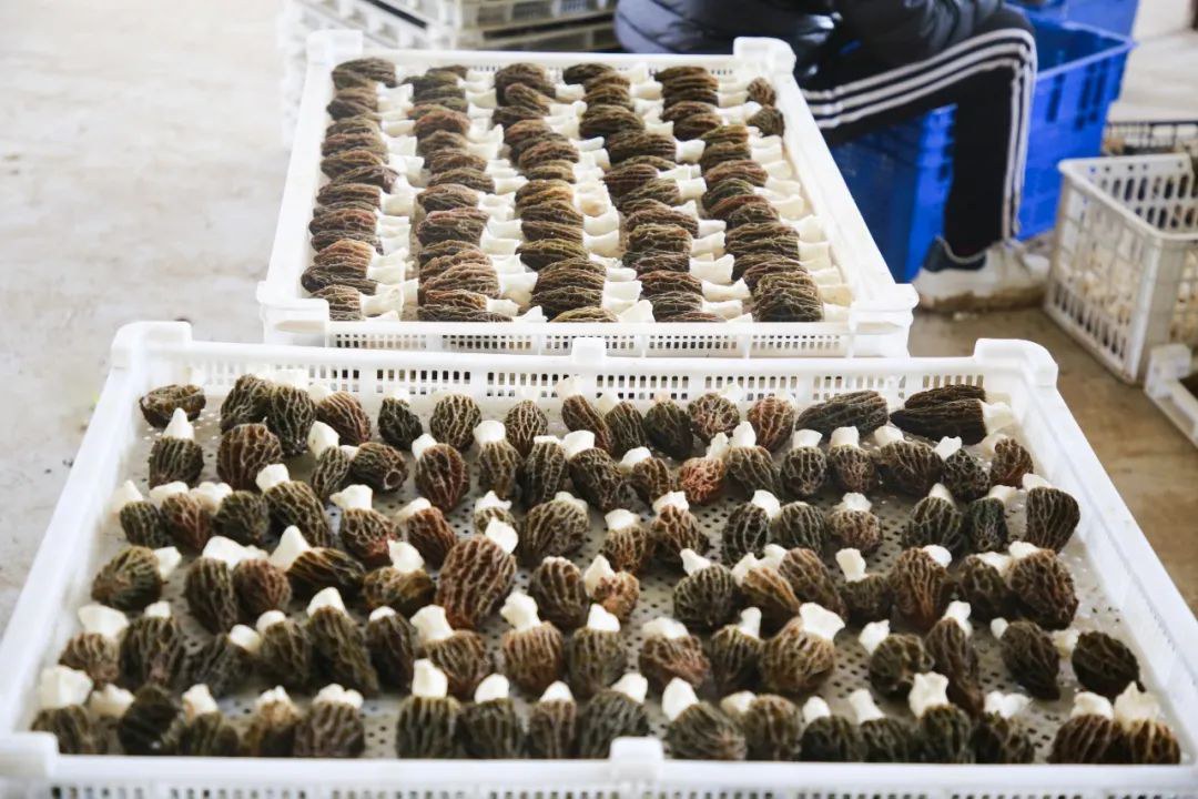 羊肚菌与西兰花清炒成品图