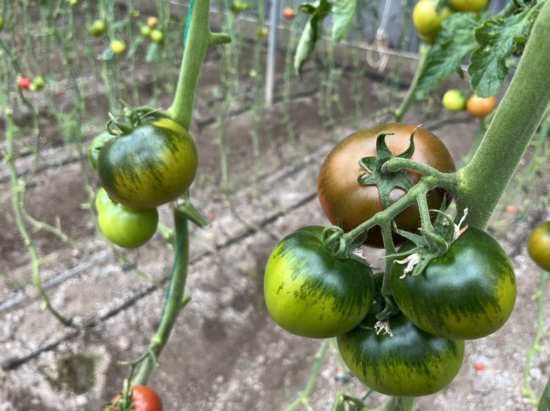 生菜番茄榨汁过程图