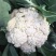 正松72天有机松花菜种子，小米粒花球松散细嫩，