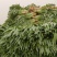大南河尖牛莴笋