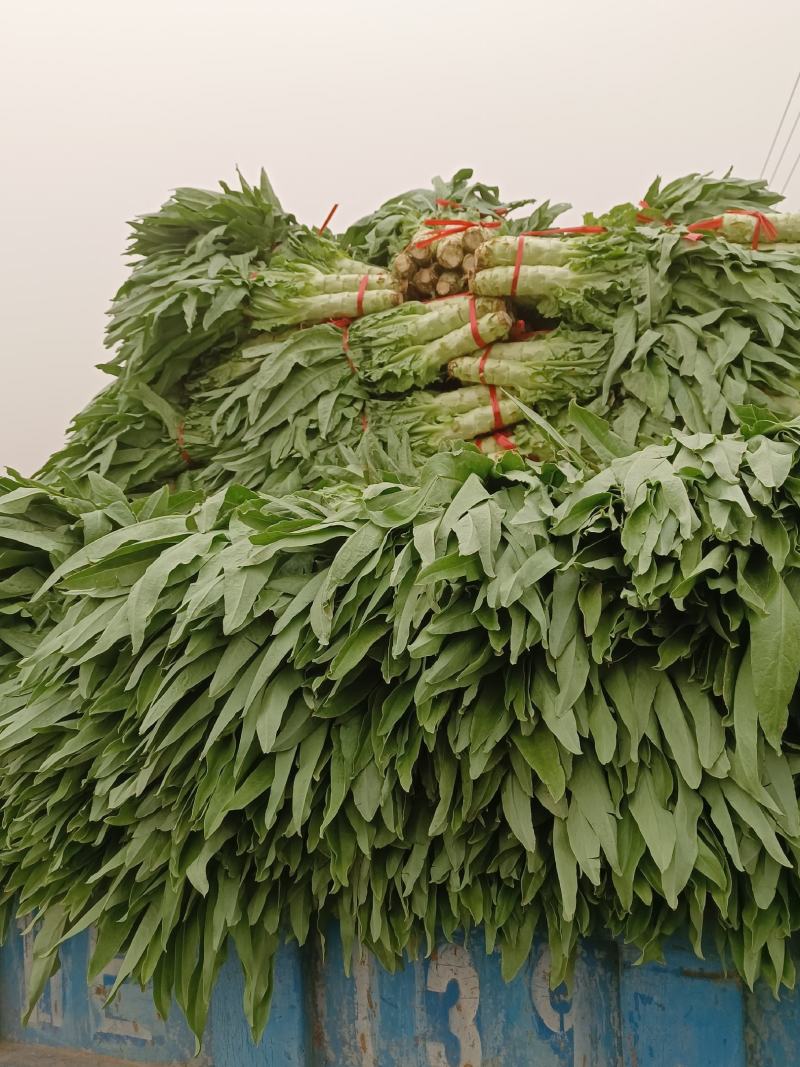 大南河尖牛莴笋