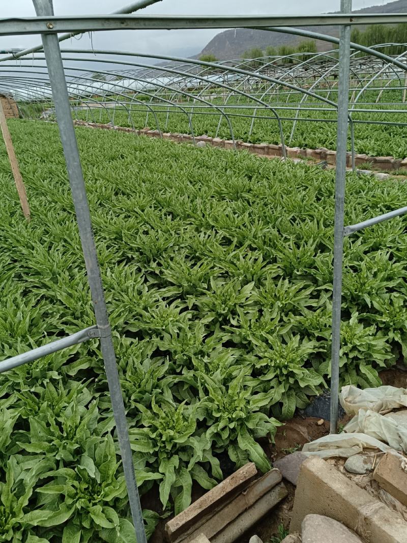 大南河尖牛莴笋