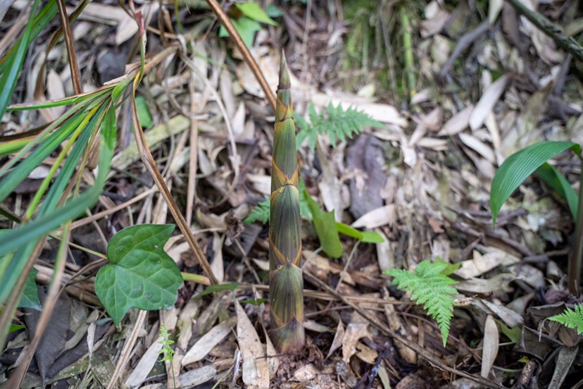 竹林中正在生长的竹荪,周围是腐烂的竹叶和湿润的土壤 竹林下的竹荪