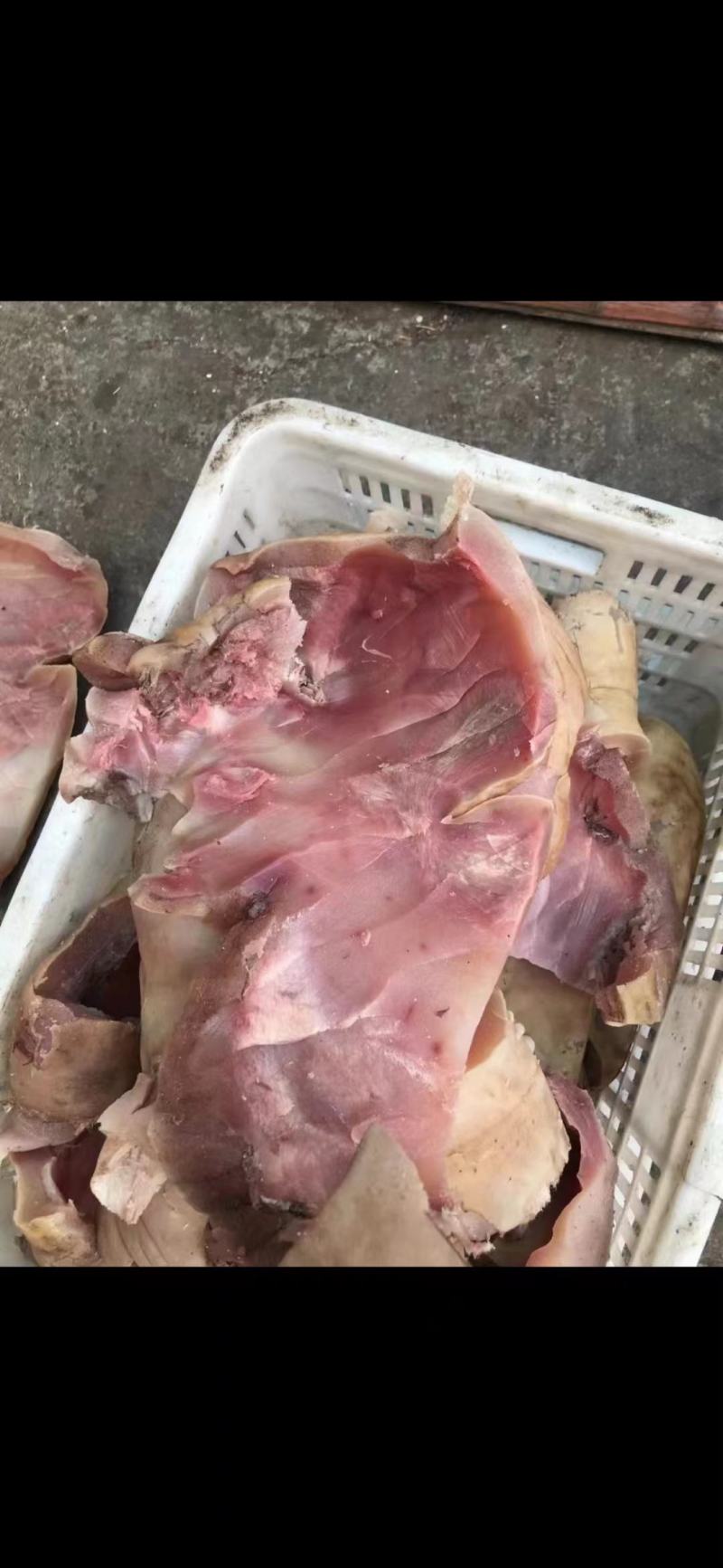 牛头皮，刀削大公牛厚牛头皮，水煮全熟，质量好，价格低。