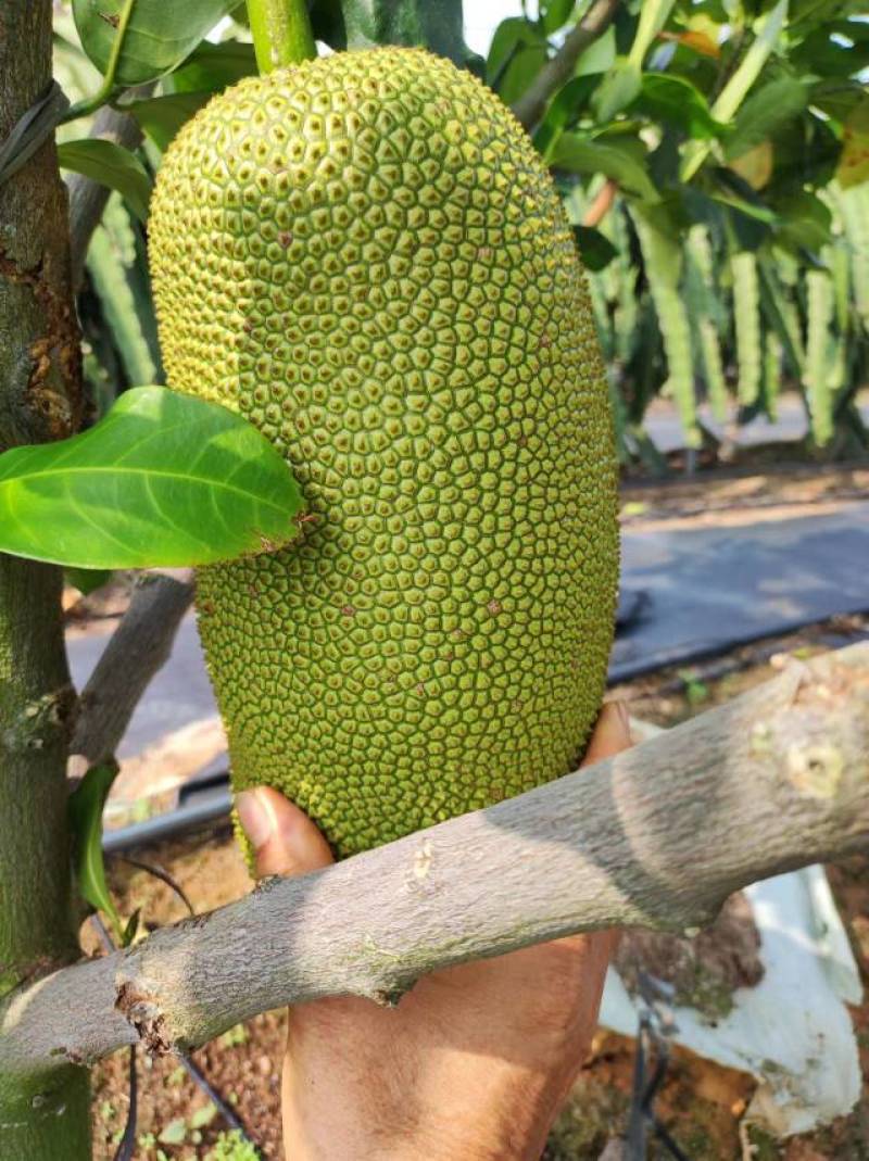 新品推荐海南榴莲蜜长孟尖短孟尖榴莲味菠萝蜜蜜