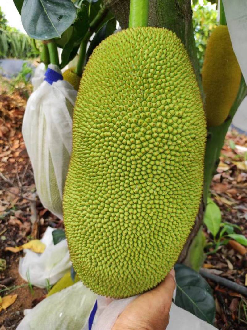 新品推荐海南榴莲蜜长孟尖短孟尖榴莲味菠萝蜜蜜