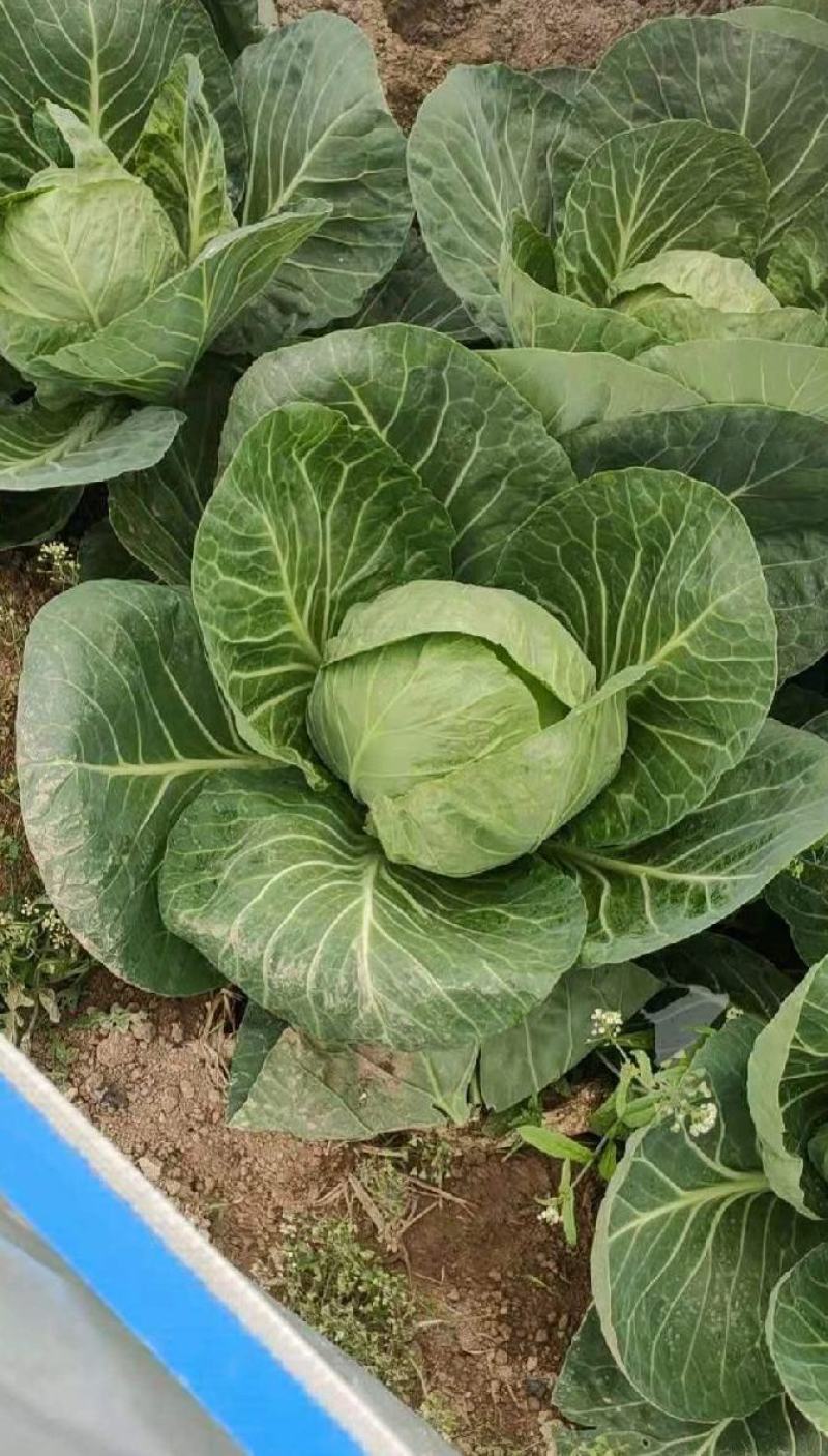 河北邯郸中甘甘蓝产地直发一手货源批发品质保证价格美丽！