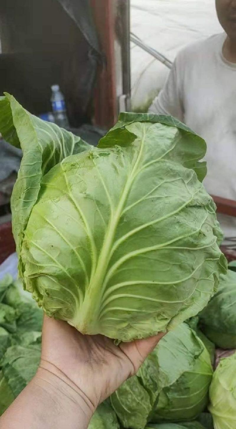 河北邯郸中甘甘蓝产地直发一手货源批发品质保证价格美丽！
