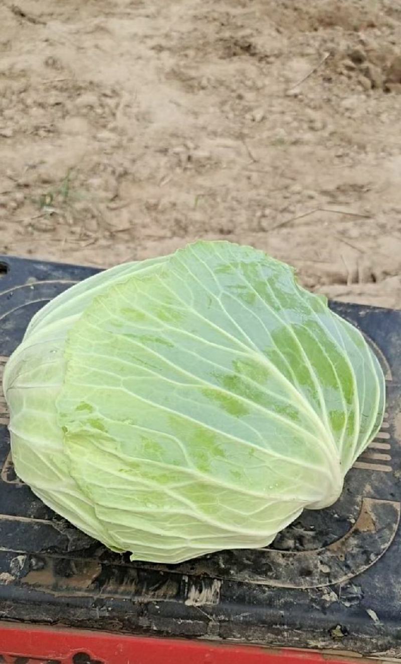 河北邯郸中甘甘蓝产地直发一手货源批发品质保证价格美丽！