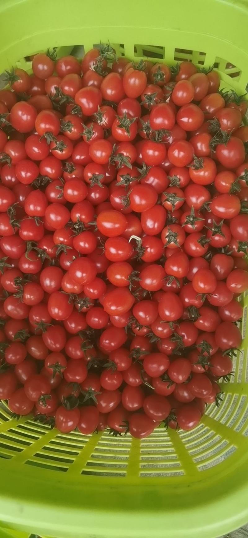 小番茄