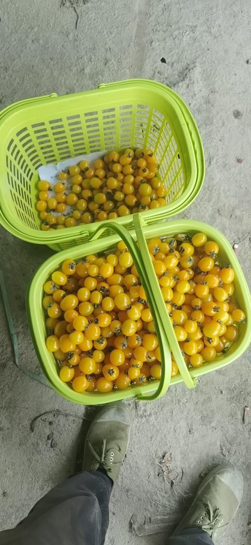 小番茄