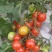 小番茄