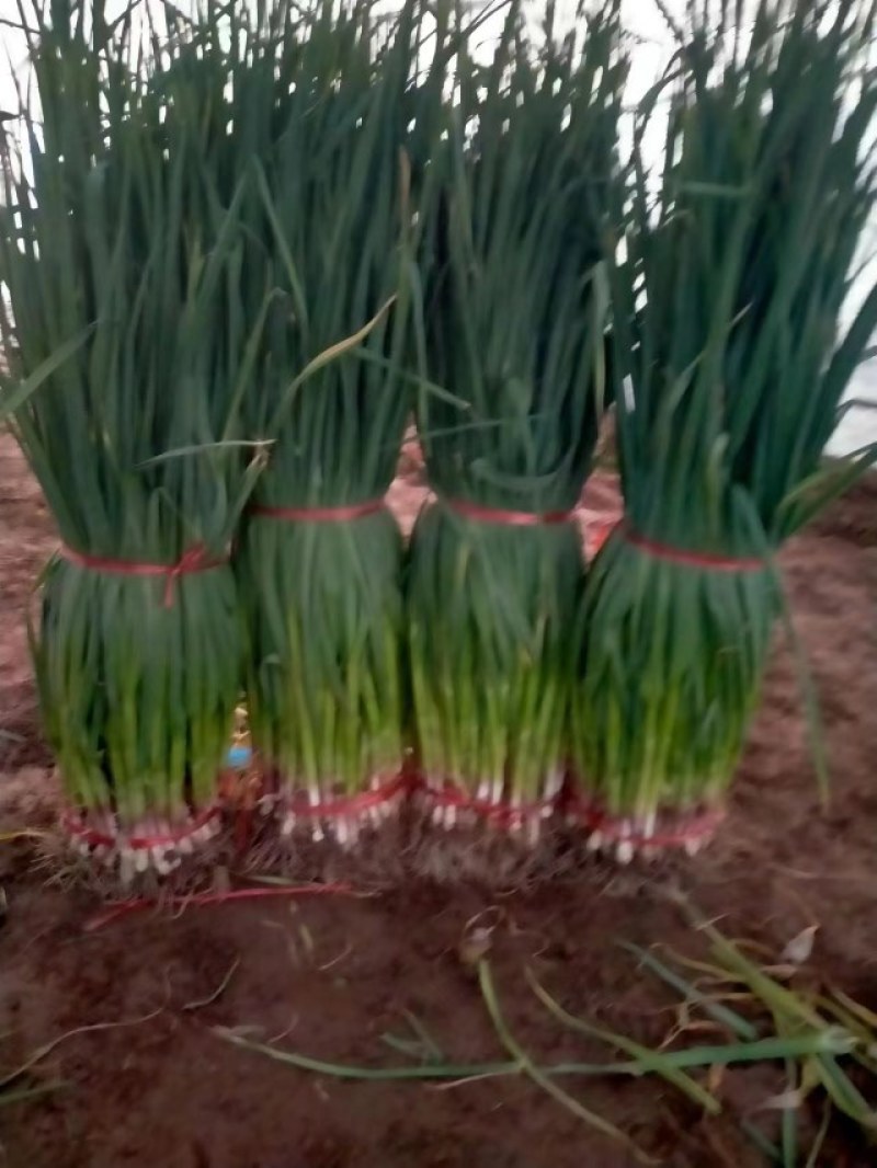 甘肃高原夏菜临洮产区，白根红根蒜苗大量现货