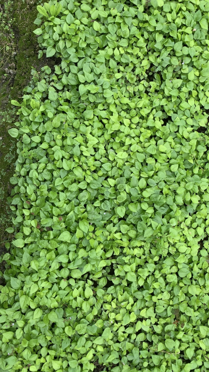八角金盘幼苗有现货需要的老板欢迎选购