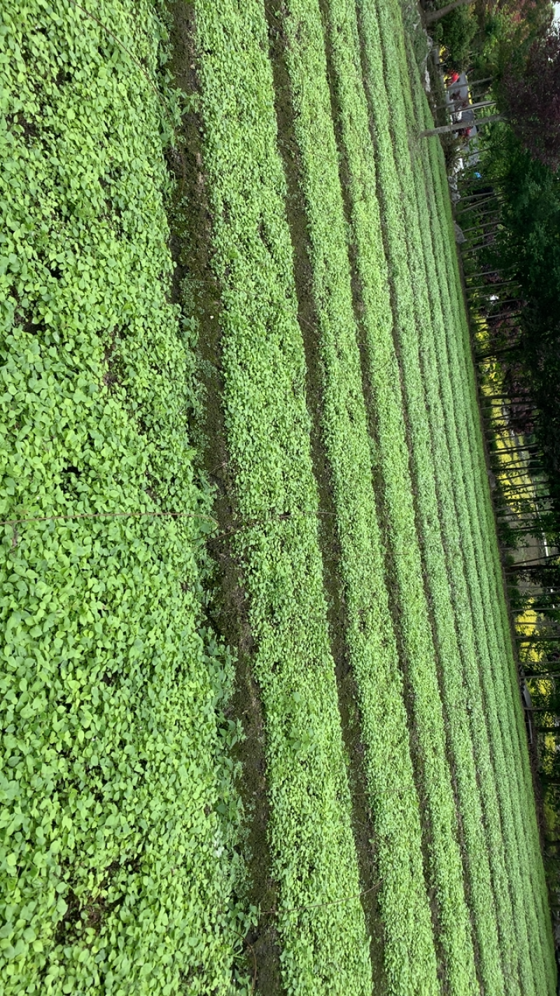 八角金盘幼苗有现货需要的老板欢迎选购