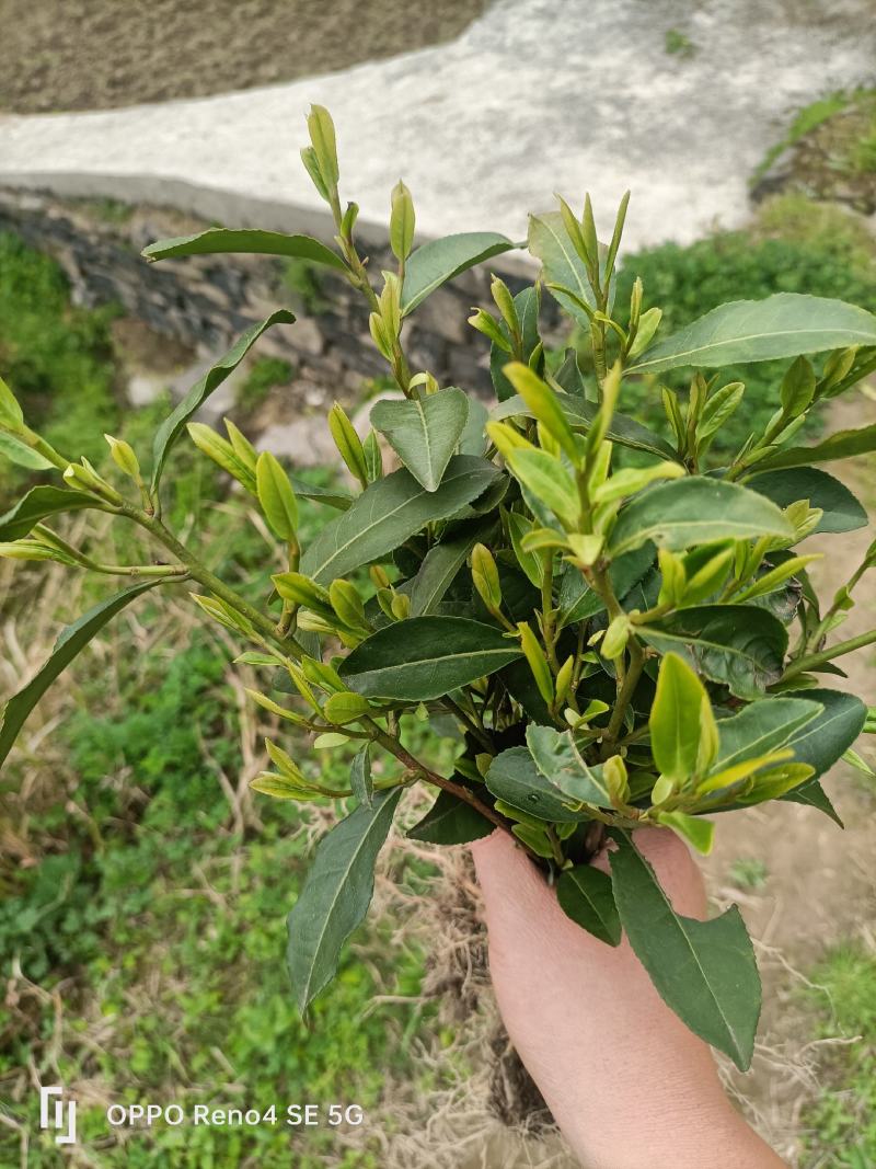 茶苗批发零售，量大从优