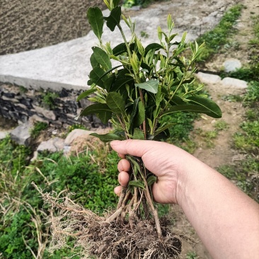 茶苗批发零售，量大从优