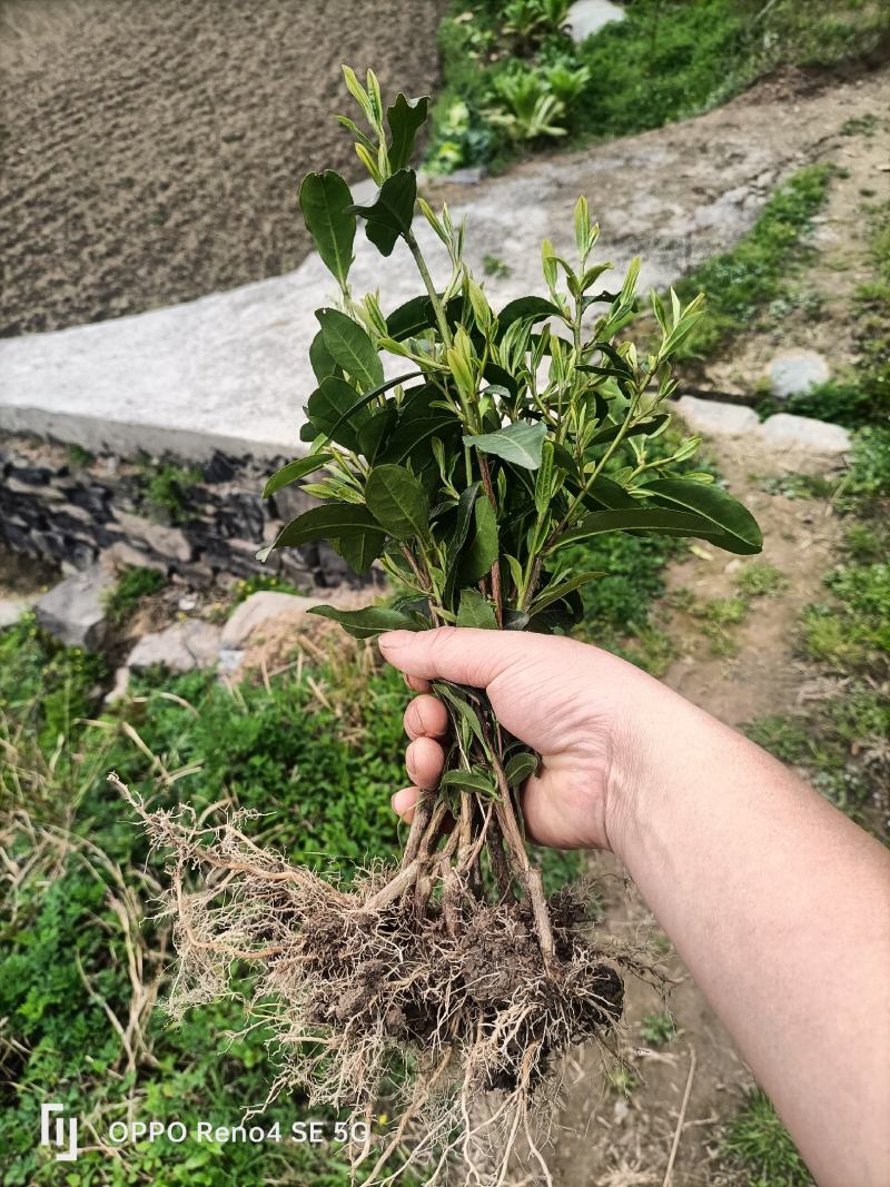 茶苗批发零售，量大从优