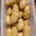 山东大棚土豆大量上市了，货源充足，价格不高
