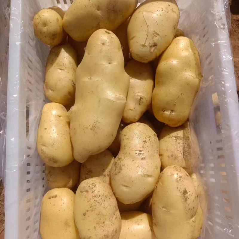 山东大棚土豆大量上市了，货源充足，价格不高